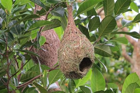 10 Types of Nests of Different Bird Species - Tail and Fur