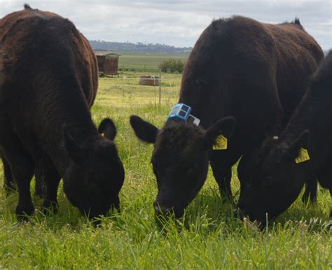 cows eating grass cropped - ECOS