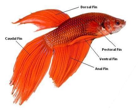 Fish Fins images