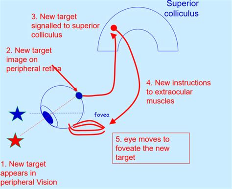 Lecture 13: Superior Colliculus and V1 Flashcards | Quizlet