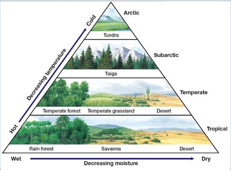 Desert Biome Climate