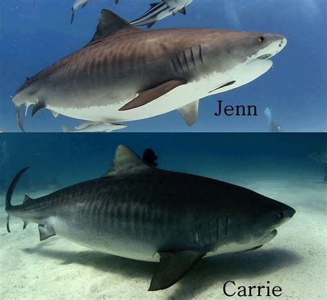 Two pregnant Tiger Sharks. - Tiger Shark Diving in the Bahamas