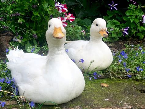 Top Domestic Duck Breeds You Should Know | Pets Nurturing