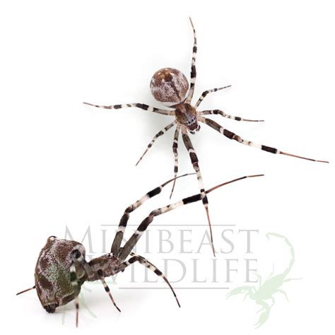 Grey House Spider 10 pack (Fringed Jumping Spider food) - Minibeast Wildlife Bug Shop