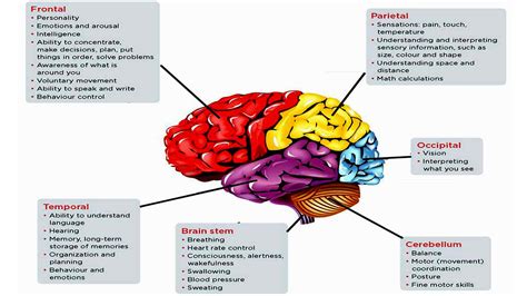 Brain Parts And Functions : Yasemin's extended project: Understanding the structure ...