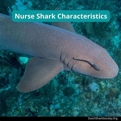 Nurse Shark Facts & Information Guide