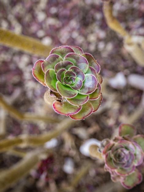 Premium Photo | Tropical cacti grows in a botanical garden