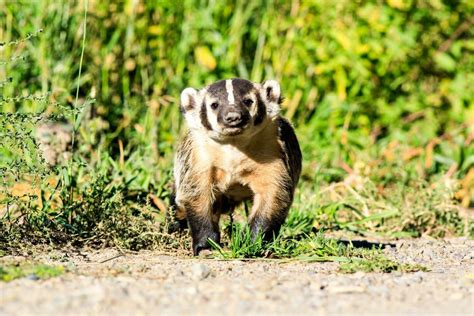 Grand Teton Wildlife Safari - Jackson Hole Wildlife Safaris