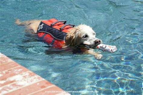 dog swim pet safety do's - Golden Woofs