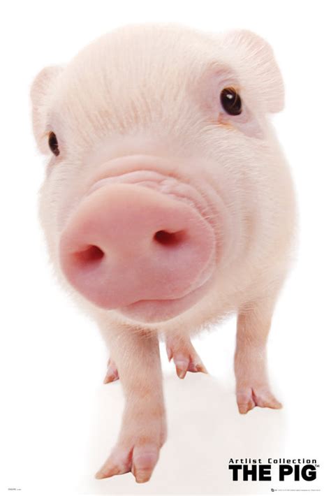 Poster The Pig - snout | Wall Art | 3+1 FREE | Abposters.com