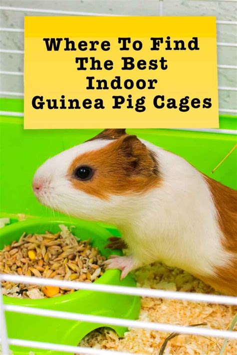 Guinea Pig Cage Size Guide - The Best Indoor Guinea Pig Cages