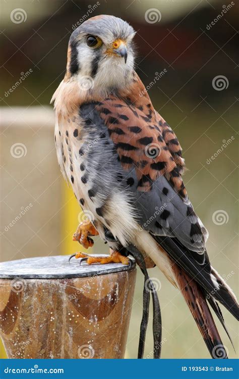 Male American Kestrel stock image. Image of hunter, male - 193543