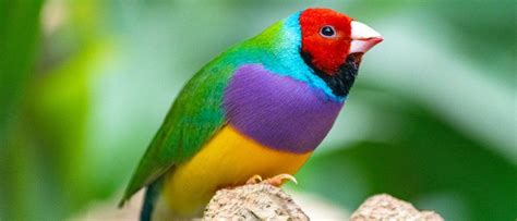 Beautiful Rare Birds In The World