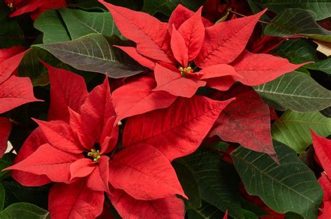 Poinsettia Plant Care & Growing Tips | Horticulture.co.uk