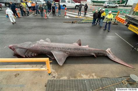 20-Foot Basking Shark Caught In Australia Is A Rare Boon For Scientists | HuffPost