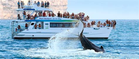 Eco Whale Watch| Whale Watch Tour Bookings