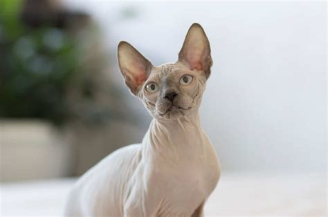 All The Beautiful Colors Of Sphynx Cats