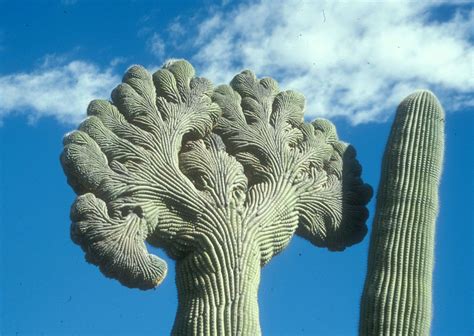 Photos: Inside the Bizarre World of the Crested Saguaro Cactus | Live Science