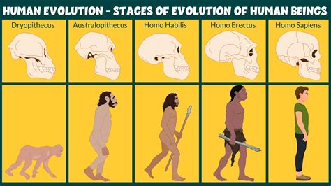 7 Stages Of Human Evolution: Discoveries and Special Traits