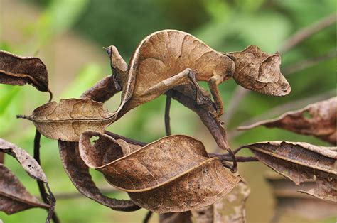 animals, Reptile, Gecko, Camouflage Wallpapers HD / Desktop and Mobile Backgrounds