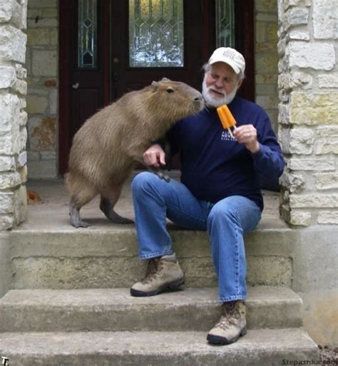 Beautiful World : Capybara from Texas