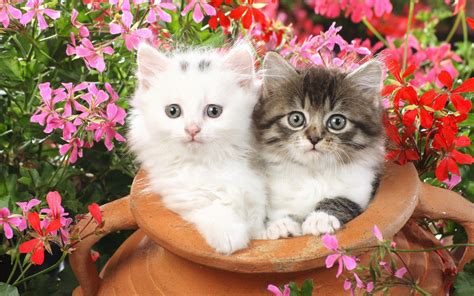 Cats and Kittens Wallpapers - Top Free Cats and Kittens Backgrounds - WallpaperAccess