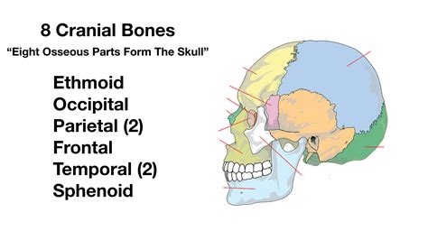 Cranial Bones Mnemonic Nursing Nursing Mnemonics Anatomy And | sexiezpix Web Porn