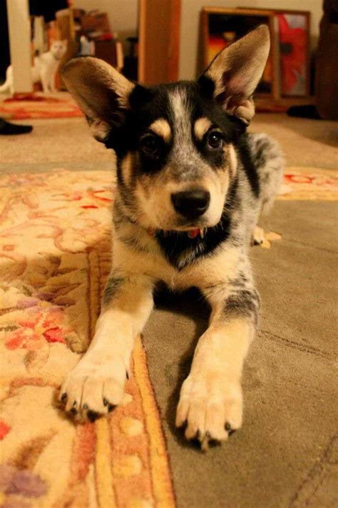 Blue Heeler Husky Mix Puppies For Sale | PETSIDI