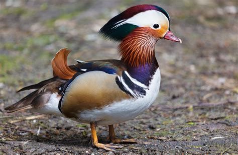 Mandarin Duck Free Stock Photo - Public Domain Pictures