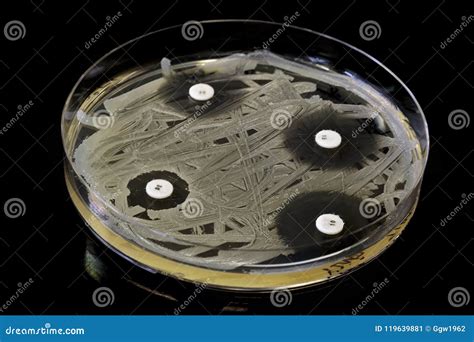 Antibiotic Testing on a Petri Plate Stock Image - Image of hygiene, bacteria: 119639881