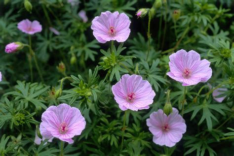 6 Varieties of Hardy (Cranesbill) Geraniums to Grow