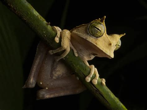 The Surprise Reappearance of a Rare Frog Has Scientists Leaping to Protect Its Habitat | Smithsonian