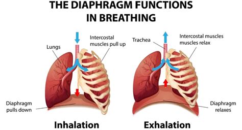 Diaphragm Muscle - Anatomy, Function, Exercise