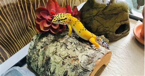 Leopard Gecko Tank Setup Ideas - A-Z Animals