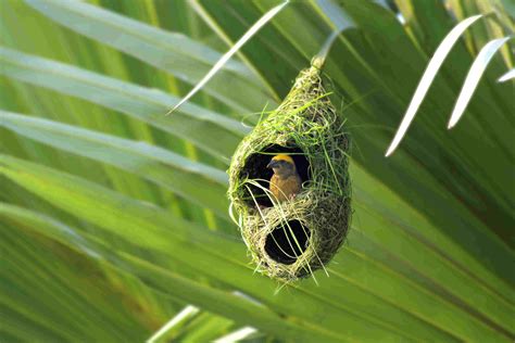 Types of Bird Nests