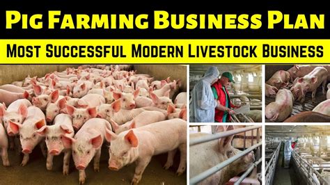 Starting Pig Farming Business Plan PDF Domestic Pig Pork, 47% OFF