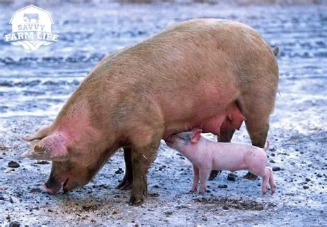 How To Tell If A Pig Is Pregnant: Step-By-Step Guide – Savvy Farm Life