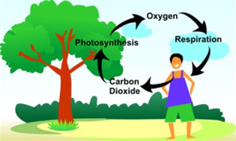 Cycle of Carbon, Nitrogen, Oxygen and Hydrogen | HubPages