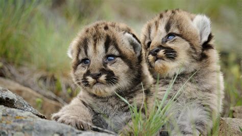 Mountain Lion Cubs : r/hardcoreaww