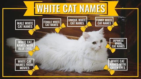 White Cat Names - 125 Finest Selection Of Names With Meanings - Petmoo