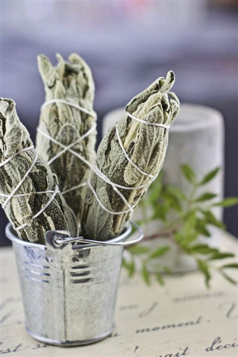 300 Salvia Apiana Seeds White Sage Sacred California - Etsy