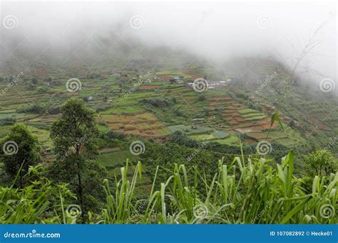 Rice Cultivation in the Mountains at Kandy in Sri Lanka Stock Photo - Image of nature ...