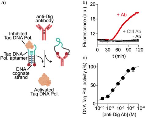 a) Antibody-protein communication to control Taq DNA polymerase... | Download Scientific Diagram