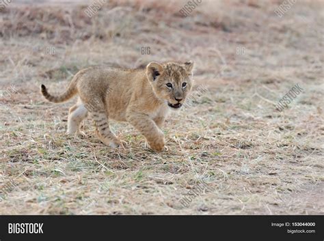 African Lion Cub Image & Photo (Free Trial) | Bigstock