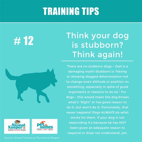 Training Tip #12 – Think your dog is stubborn? Think again! - The Animal Keeper