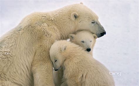 Polar bears cuddling-June 2013 Bing wallpaper Preview | 10wallpaper.com