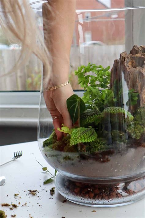 Terrarium Moss: The Secret to a Vibrant Terrarium