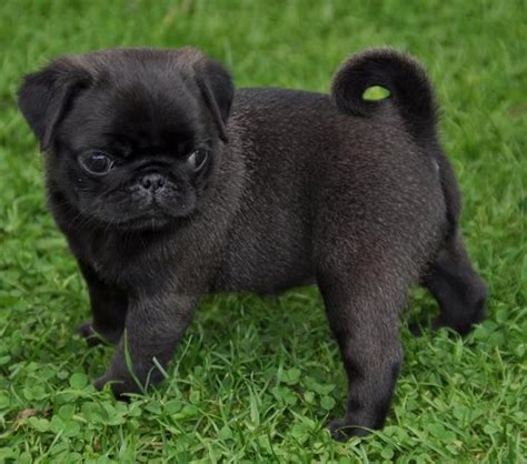 10+ images about Black Pug Puppies on Pinterest | Vine compilation, Funny pugs and Pug videos