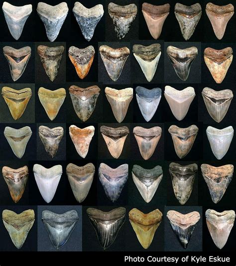 Megalodon Teeth For Sale - FossilEra.com