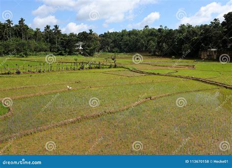 Rice Terraces and Rice Cultivation in Sri Lanka Stock Photo - Image of cambodia, agriculture ...